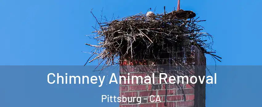 Chimney Animal Removal Pittsburg - CA