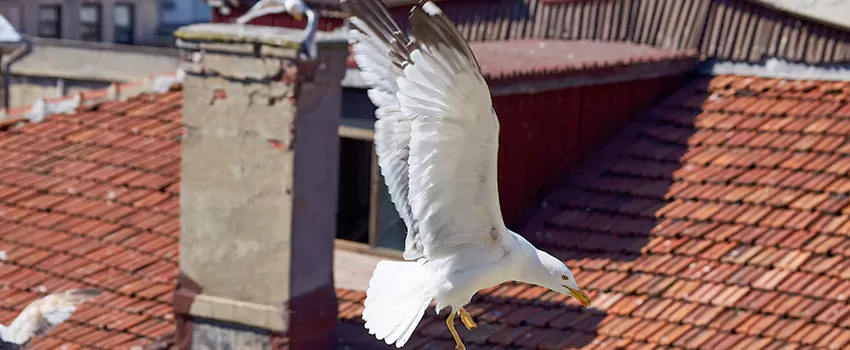 Residential Chimney Animal Removal Solution in Pittsburg, CA
