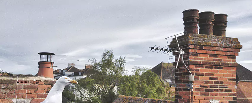 Chimney Cleaning And Restoration in Pittsburg, California
